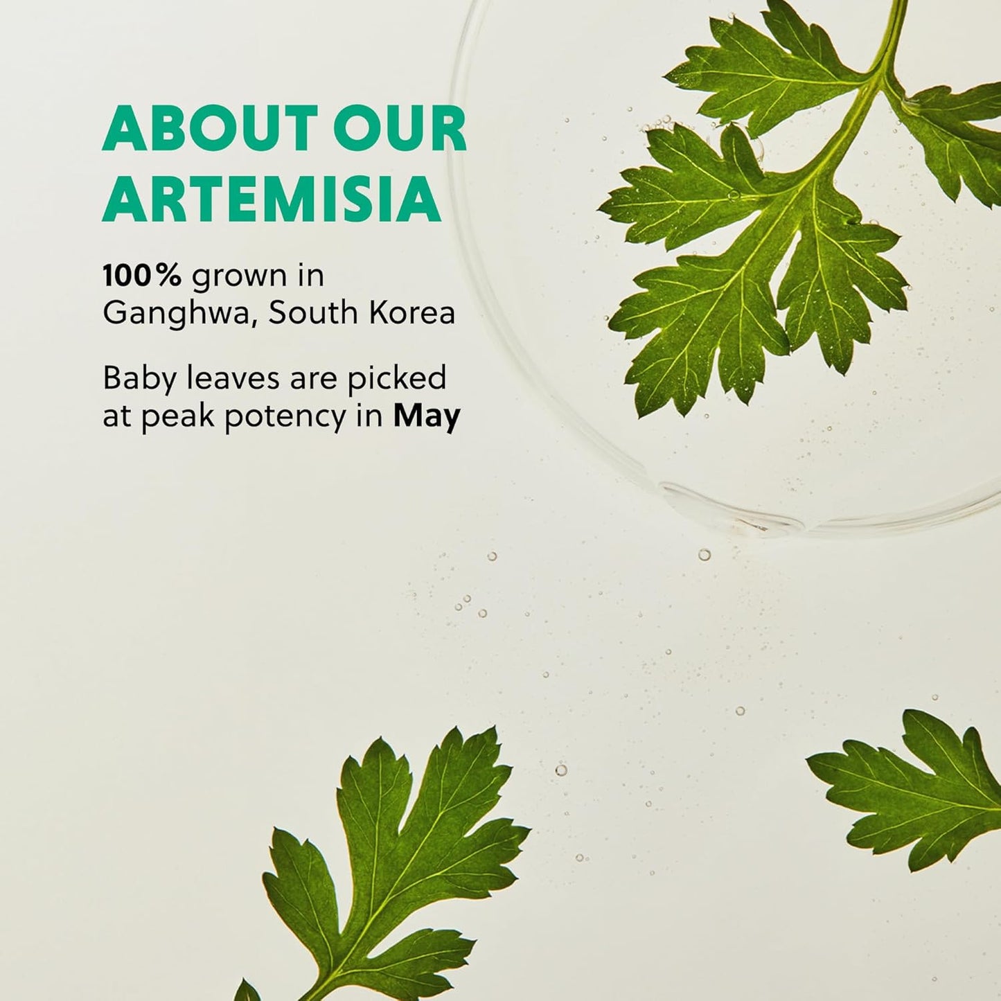 Artemisia Soothing Toner with Centella Asiatica and Panthenol | Hydrating & Calming Facial Toner for Sensitized Skin, Skin Prep, Vegan, 5.07 Fl. Oz.