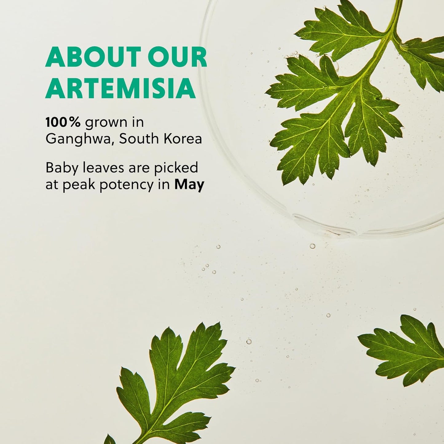 Artemisia Soothing Gel Cream Moisturizer with Centella Asiatica and Niacinamide | Calming, Cooling, Hydrating, Vegan, Non-Comedogenic, Suitable for Sensitive & Acne-Prone Skin, 1.86 Fl. Oz.